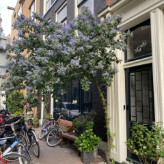 Amsterdamas ieliņa ar košumkrūmu un riteņiem pie ēkas.