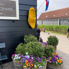 Zaanse Schans – atvērtajā vēsturisko vējdzirnavu muzejā - māja, Nīderlandes karogs, tradicionālās koka tupelīte